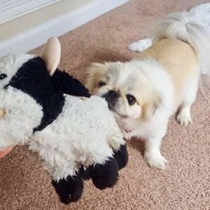 Meet your Posher, Julie